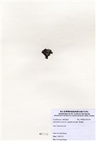 藏品(寬珊藻)的圖片